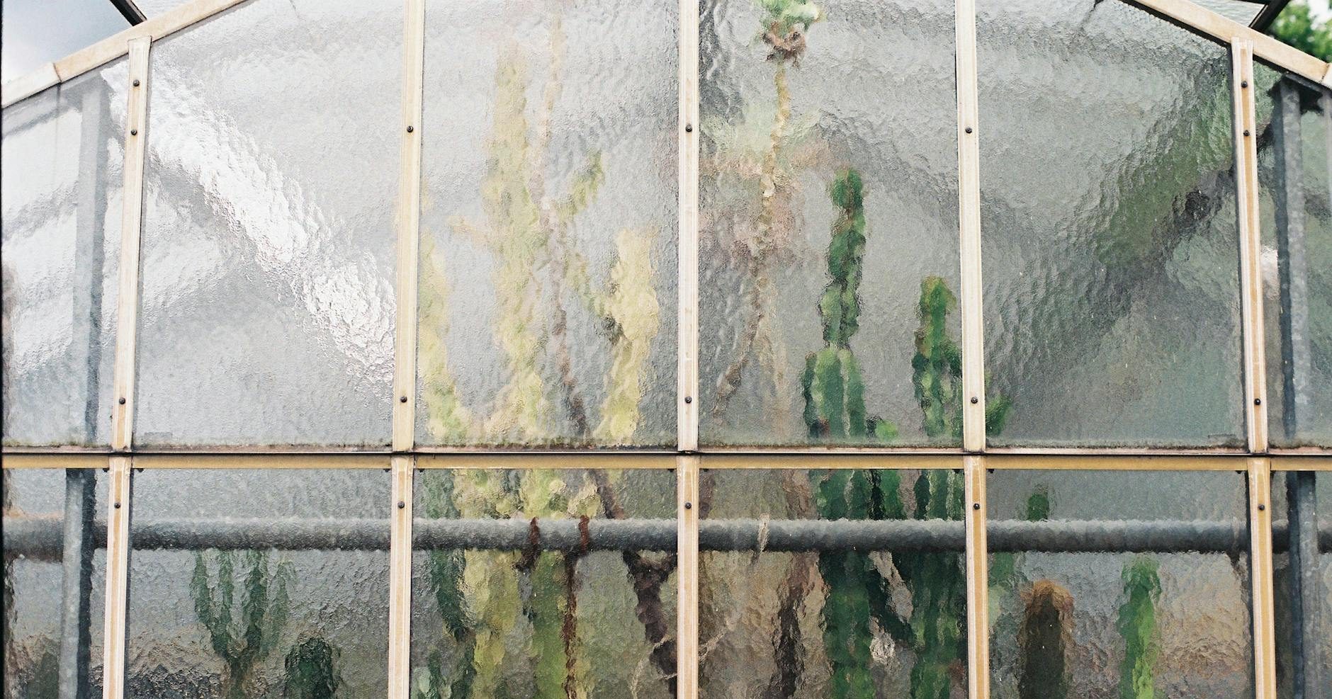 The Homegrown Cactus